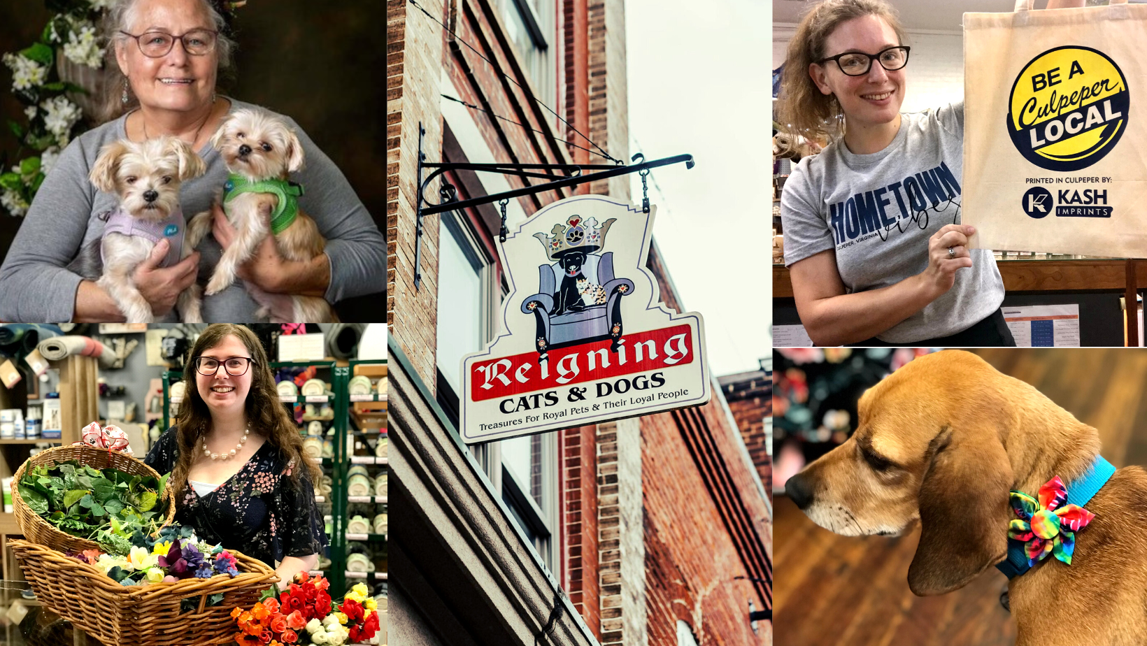 Reigning Cats & Dogs – Safe Space Alliance